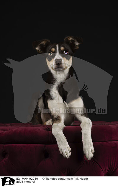 ausgewachsener Mischling / adult mongrel / MAH-02980