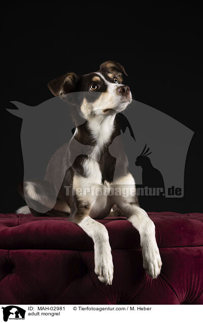 ausgewachsener Mischling / adult mongrel / MAH-02981
