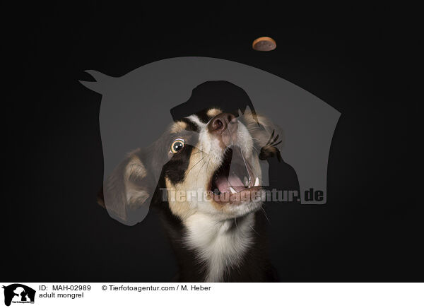 ausgewachsener Mischling / adult mongrel / MAH-02989