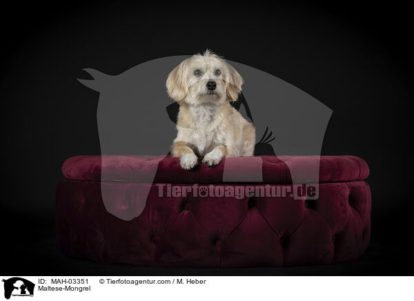 Malteser-Mischling / Maltese-Mongrel / MAH-03351