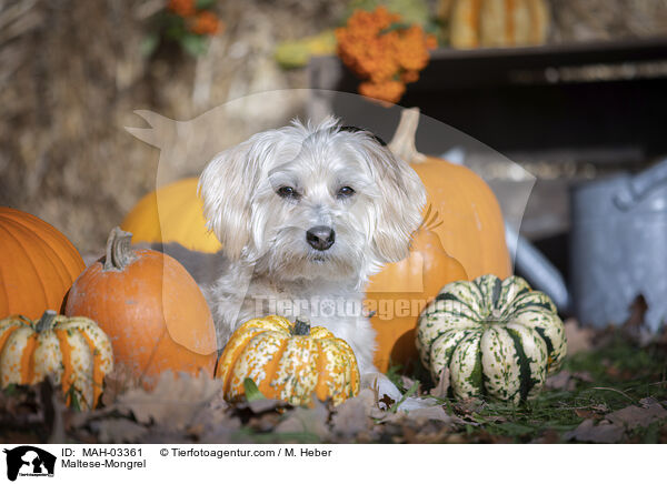 Malteser-Mischling / Maltese-Mongrel / MAH-03361