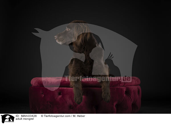 ausgewachsener Mischling / adult mongrel / MAH-03428