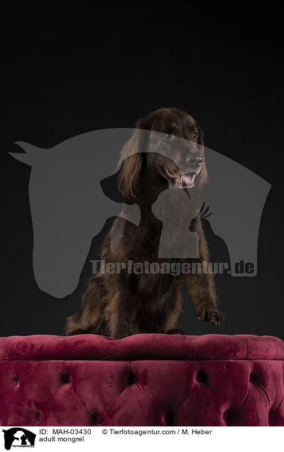ausgewachsener Mischling / adult mongrel / MAH-03430
