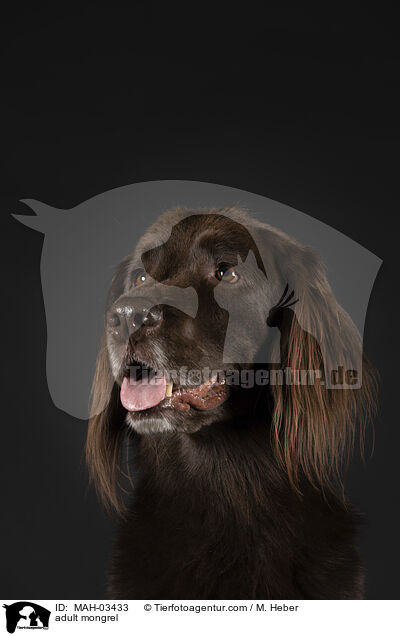 ausgewachsener Mischling / adult mongrel / MAH-03433