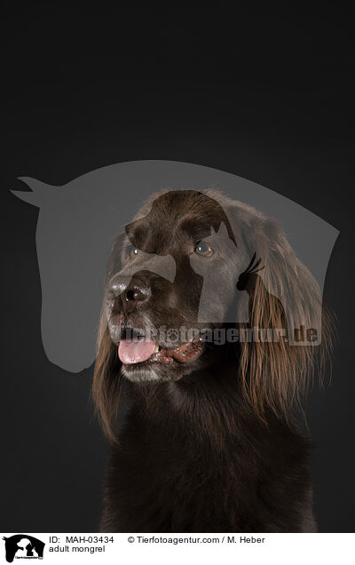 ausgewachsener Mischling / adult mongrel / MAH-03434