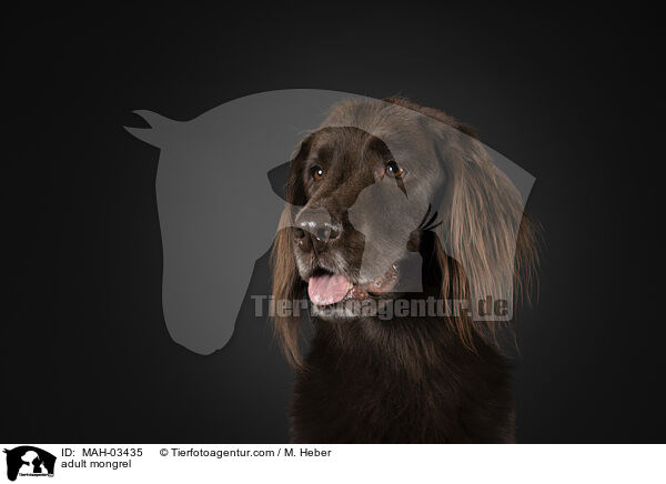 ausgewachsener Mischling / adult mongrel / MAH-03435