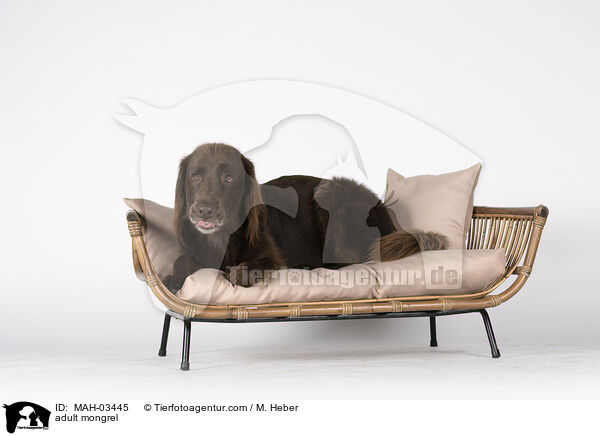 ausgewachsener Mischling / adult mongrel / MAH-03445