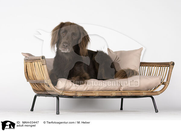 ausgewachsener Mischling / adult mongrel / MAH-03447