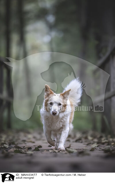 adult mongrel / MAH-03477