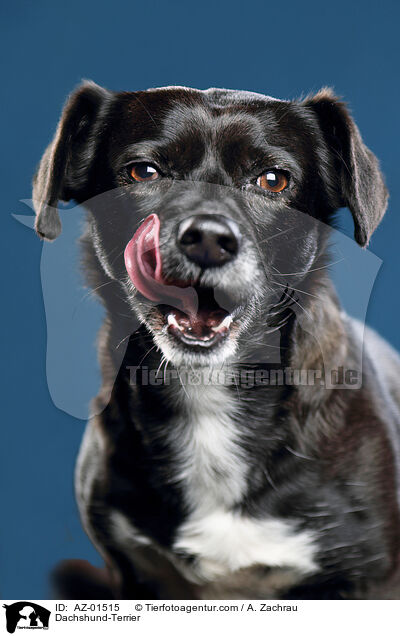 Dackel-Terrier / Dachshund-Terrier / AZ-01515