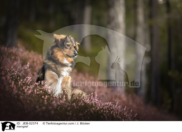Mischling / mongrel / JEB-02374
