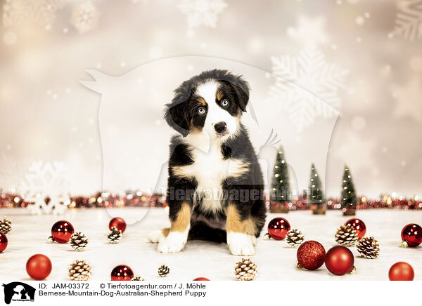 Berner-Sennenhund-Australian-Shepherd Welpe / Bernese-Mountain-Dog-Australian-Shepherd Puppy / JAM-03372