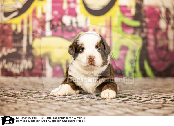 Berner-Sennenhund-Australian-Shepherd Welpe / Bernese-Mountain-Dog-Australian-Shepherd Puppy / JAM-03456