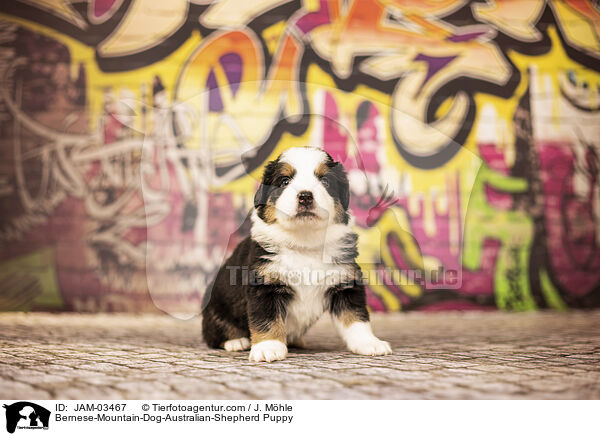 Berner-Sennenhund-Australian-Shepherd Welpe / Bernese-Mountain-Dog-Australian-Shepherd Puppy / JAM-03467