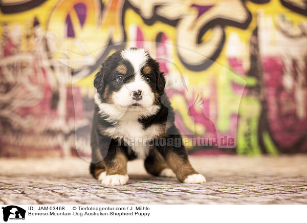 Berner-Sennenhund-Australian-Shepherd Welpe / Bernese-Mountain-Dog-Australian-Shepherd Puppy / JAM-03468