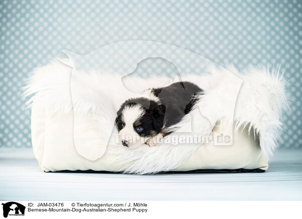 Bernese-Mountain-Dog-Australian-Shepherd Puppy / JAM-03476