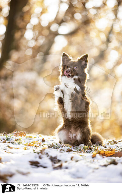 Spitz-Mischling im Winter / Spitz-Mongrel in winter / JAM-03528