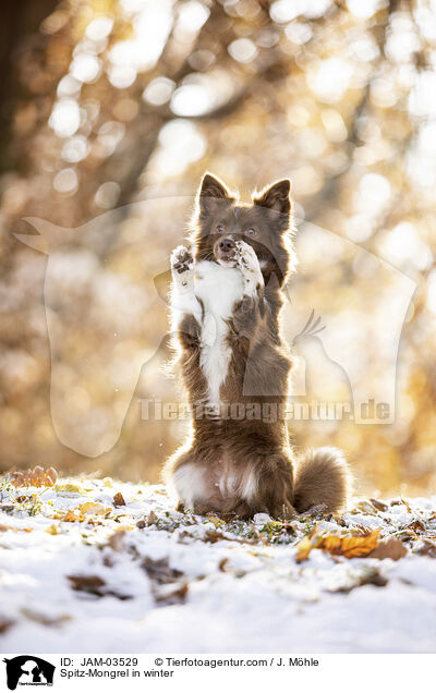 Spitz-Mongrel in winter / JAM-03529