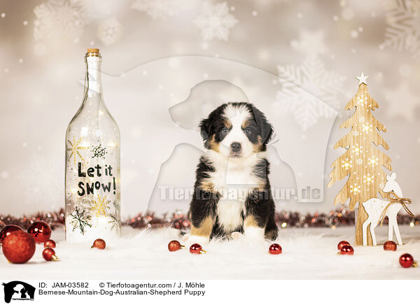Bernese-Mountain-Dog-Australian-Shepherd Puppy / JAM-03582