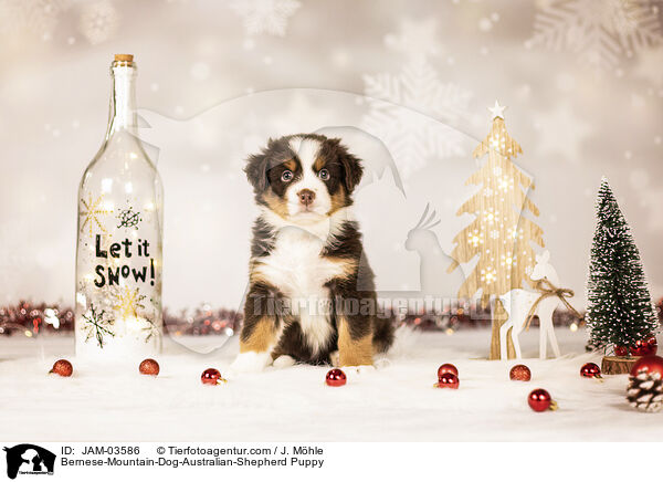 Bernese-Mountain-Dog-Australian-Shepherd Puppy / JAM-03586
