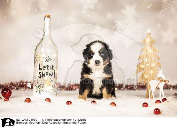 Berner-Sennenhund-Australian-Shepherd Welpe / Bernese-Mountain-Dog-Australian-Shepherd Puppy / JAM-03590