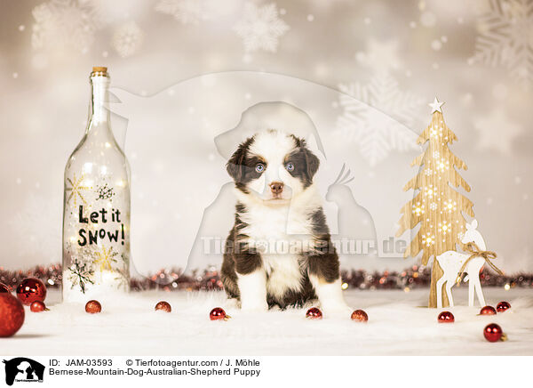 Berner-Sennenhund-Australian-Shepherd Welpe / Bernese-Mountain-Dog-Australian-Shepherd Puppy / JAM-03593