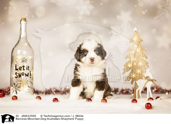 Berner-Sennenhund-Australian-Shepherd Welpe / Bernese-Mountain-Dog-Australian-Shepherd Puppy / JAM-03595