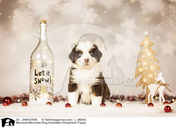 Berner-Sennenhund-Australian-Shepherd Welpe / Bernese-Mountain-Dog-Australian-Shepherd Puppy / JAM-03596