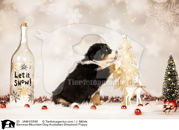 Berner-Sennenhund-Australian-Shepherd Welpe / Bernese-Mountain-Dog-Australian-Shepherd Puppy / JAM-03599