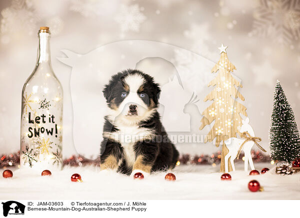 Berner-Sennenhund-Australian-Shepherd Welpe / Bernese-Mountain-Dog-Australian-Shepherd Puppy / JAM-03603