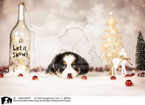 Berner-Sennenhund-Australian-Shepherd Welpe / Bernese-Mountain-Dog-Australian-Shepherd Puppy / JAM-03605