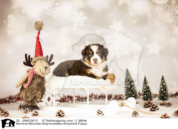 Berner-Sennenhund-Australian-Shepherd Welpe / Bernese-Mountain-Dog-Australian-Shepherd Puppy / JAM-03613