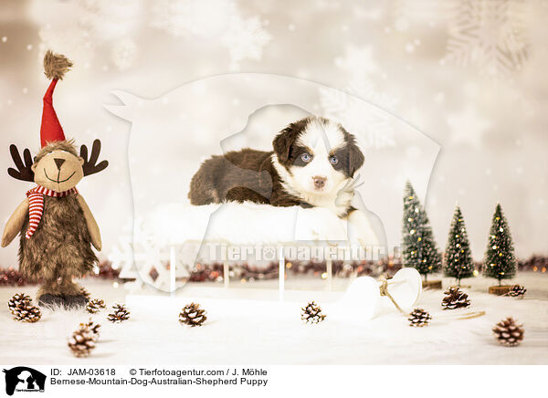 Berner-Sennenhund-Australian-Shepherd Welpe / Bernese-Mountain-Dog-Australian-Shepherd Puppy / JAM-03618