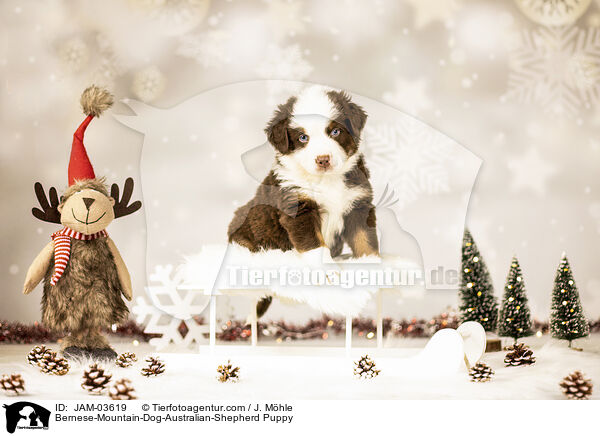 Berner-Sennenhund-Australian-Shepherd Welpe / Bernese-Mountain-Dog-Australian-Shepherd Puppy / JAM-03619