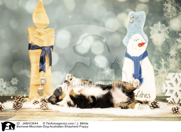 Berner-Sennenhund-Australian-Shepherd Welpe / Bernese-Mountain-Dog-Australian-Shepherd Puppy / JAM-03644