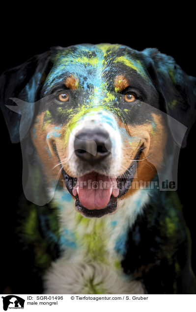 male mongrel / SGR-01496