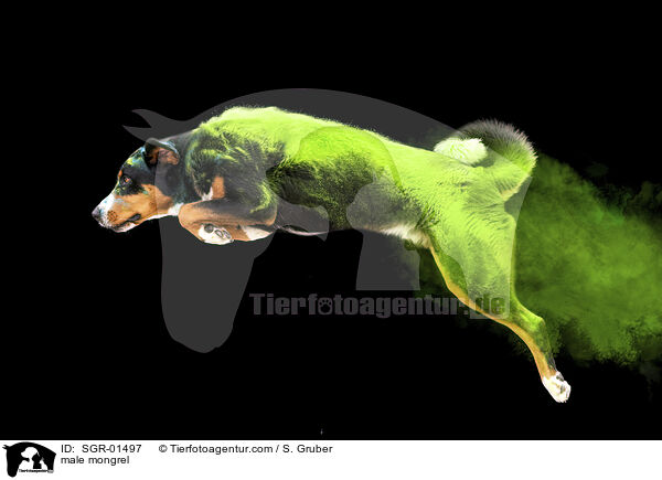 Mischling Rde / male mongrel / SGR-01497