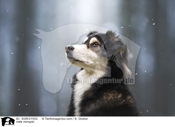 Mischling Rde / male mongrel / SGR-01542