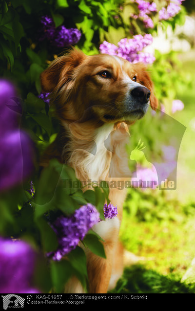 Golden-Retriever-Mischling / Golden-Retriever-Mongrel / KAS-01057