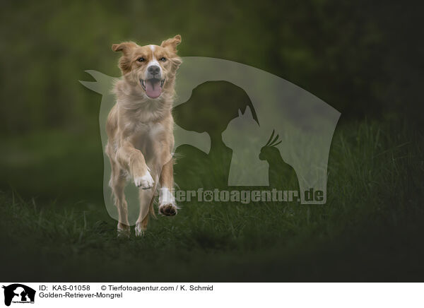 Golden-Retriever-Mischling / Golden-Retriever-Mongrel / KAS-01058
