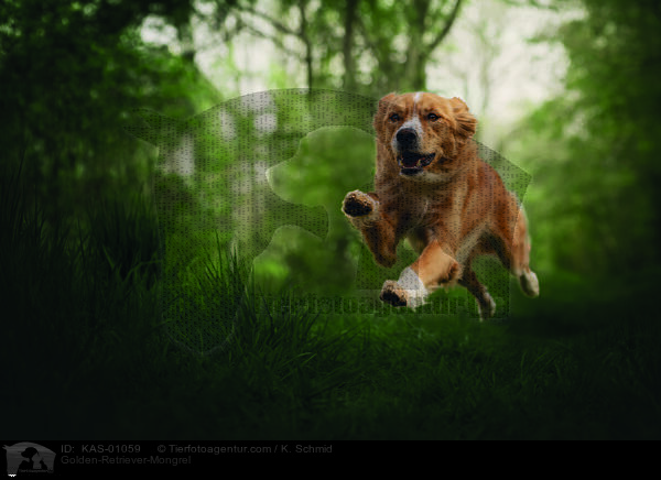 Golden-Retriever-Mischling / Golden-Retriever-Mongrel / KAS-01059