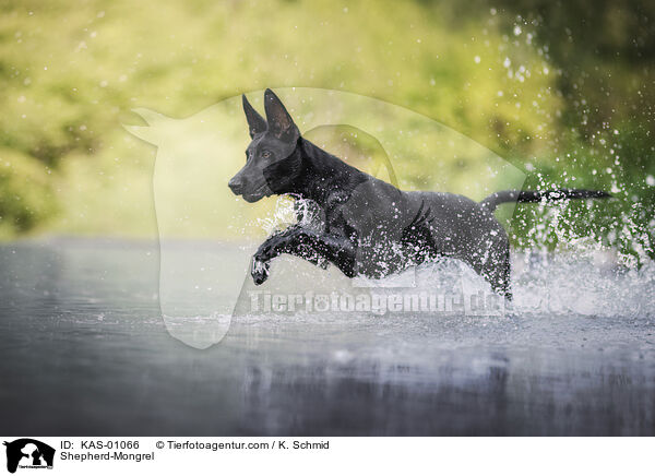 Schferhund-Mischling / Shepherd-Mongrel / KAS-01066