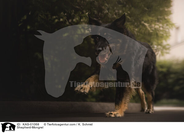 Schferhund-Mischling / Shepherd-Mongrel / KAS-01068