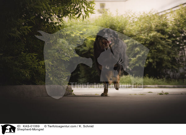 Schferhund-Mischling / Shepherd-Mongrel / KAS-01069