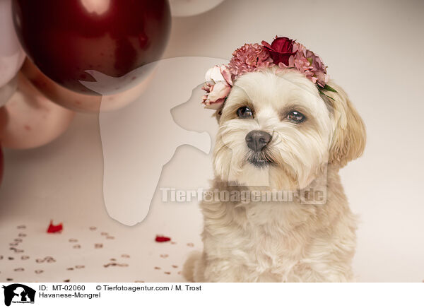 Havaneser-Mischling / Havanese-Mongrel / MT-02060