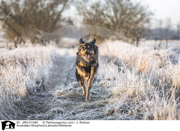 Australian-Shepherd-Labrador-Retriever / Australian-Shepherd-Labrador-Retriever / JRO-01480
