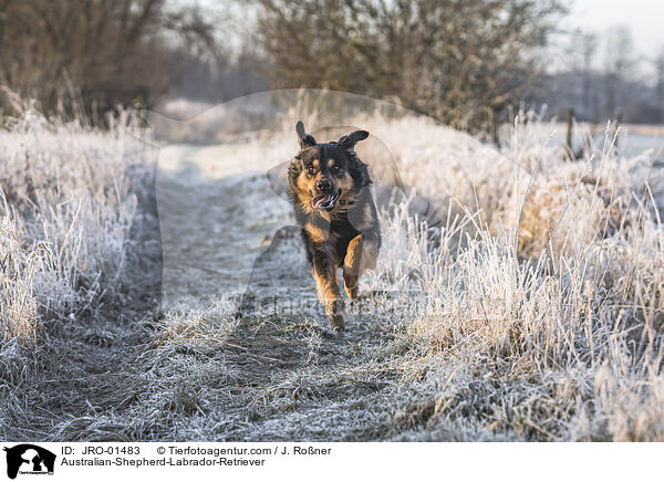Australian-Shepherd-Labrador-Retriever / Australian-Shepherd-Labrador-Retriever / JRO-01483