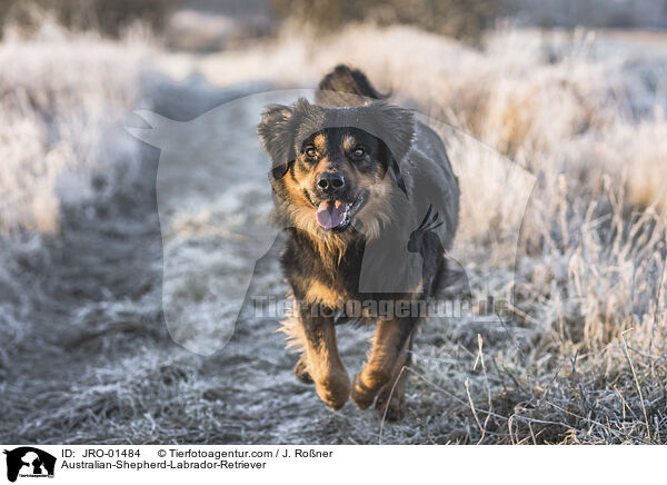 Australian-Shepherd-Labrador-Retriever / Australian-Shepherd-Labrador-Retriever / JRO-01484