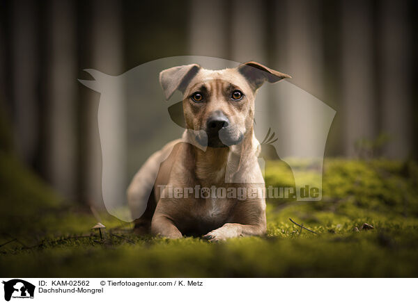 Dackel-Mischling / Dachshund-Mongrel / KAM-02562