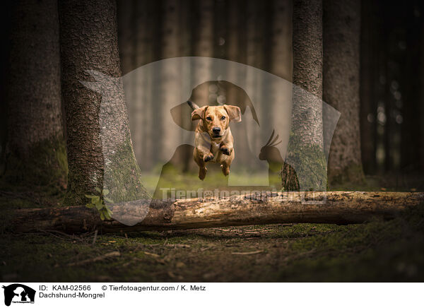 Dackel-Mischling / Dachshund-Mongrel / KAM-02566